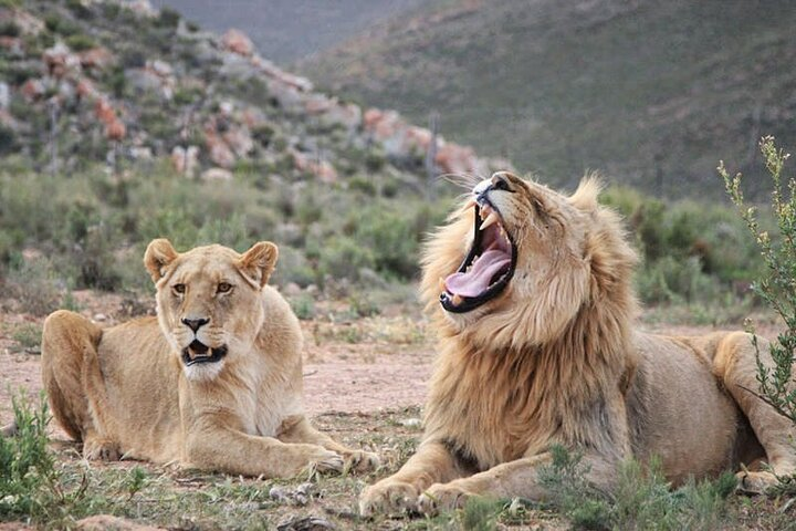 Big5 Wildlife Game Reserve Safari with wine tasting Transport - Photo 1 of 18